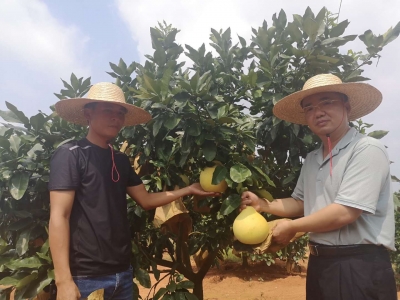 备好“希望柚”！兴宁今年已备耕新种植梅州柚1200亩