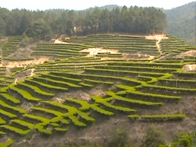 从普通商品到名牌产品，五华这两个特产实现了华丽蜕变