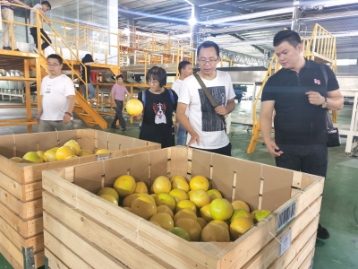 来梅州柚的“家乡”看看！各地采购商组团来梅开展了这场活动