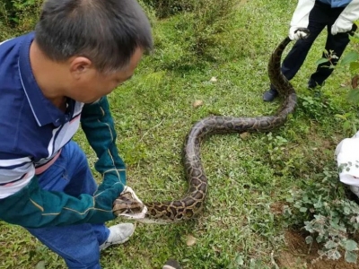 “我家又来了一条大蛇哥，比上次的还大！70斤...”