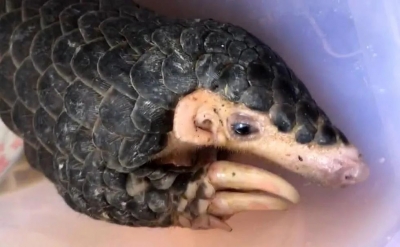 当丰顺小哥遇上一只穿山甲宝宝…