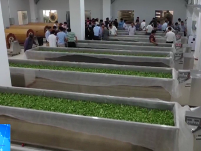 茶好客自来！2020年梅州市茶叶标准化加工技术培训班开班
