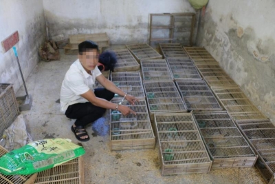 胆太肥！两男子在蕉岭非法狩猎1200多只保护动物斑文鸟