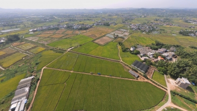 特色产业开出致富花...一起来打开新陂镇的“乡村新画卷”