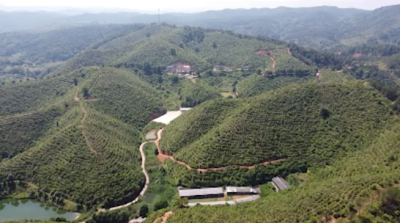 国家林草局驻广州专员办工作组到兴宁督导森林资源保护管理工作