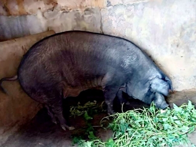 大埔一农户养出750斤的“猪王”！买家：太大，不敢入手