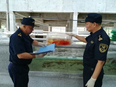 首次！梅州观赏鱼“游”入国际市场