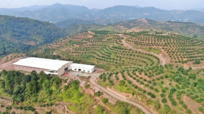 梅县区2020年十大优质金柚示范园出炉！认准了