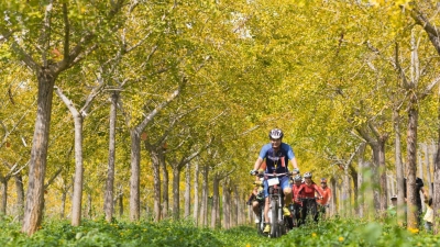 银杏渐染满目金！梅西镇均田村秋到了！