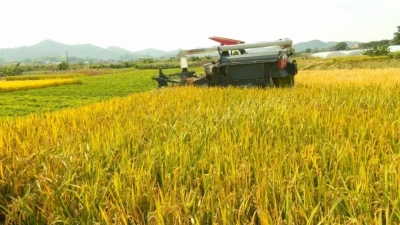 平远县又是一年稻谷黄 田间地头秋收忙