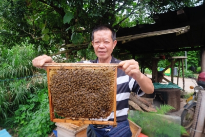 小蜜蜂“打卡上班”！一群“蜂友”奏响这个村的小康“乐曲”