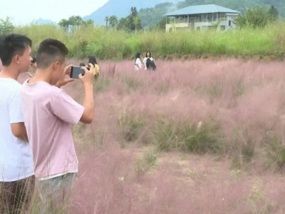 浪漫粉黛惊艳了秋天，平远新晋网红地你打卡了吗？