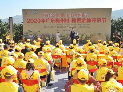 好柚有好价，好柚不愁卖！2020年广东梅州柚·梅县金柚开采节活动侧记