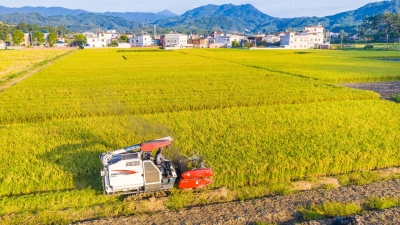 “烟叶+制种”生态循环种植，蕉岭石峰村农民从稻田里走出一条“致富路”~
