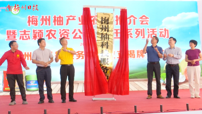梅州V视丨打响梅州柚品牌！梅州柚产业农资推介会在梅县区举行