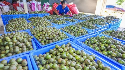 秋正浓，果飘香！这款“客都牌”澳洲坚果丰收啦！