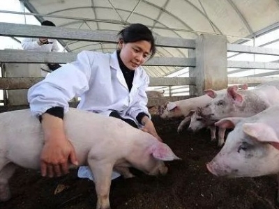 梅州首个进境种猪指定隔离场通过专家验收！国外“二师兄”有望来梅