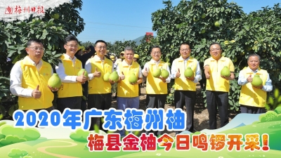 梅州V视丨2020年广东梅州柚·梅县金柚今日鸣锣开采！