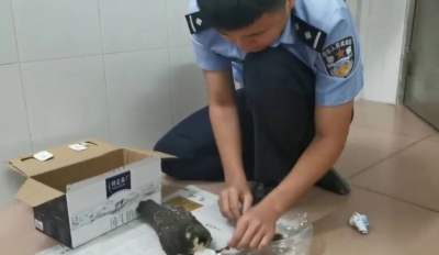 屋檐下发现的受伤鸟儿竟然是国家二级保护动物，这是怎么回事？