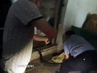 双节同庆，梅县“大蛇哥”也来“凑热闹”~