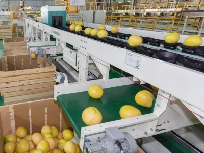 梅县区：全力打造高质量国家现代农业产业园