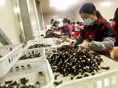 新进展！梅州一成果填补国内黑皮鸡枞菌栽培技术空白