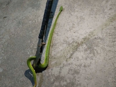 中秋时节，“青竹蛇”耐不住寂寞也来“赏月”！警方出动了...