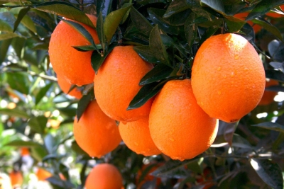 定了！11月20日开摘！