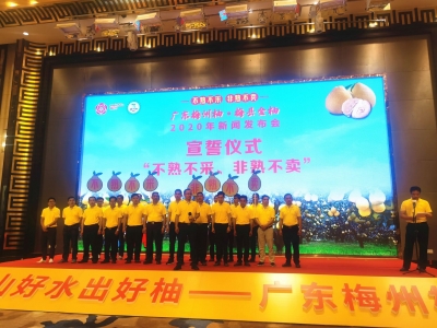 梅县金柚10月底后可采摘啦！广东梅州柚•梅县金柚2020年新闻发布会举行