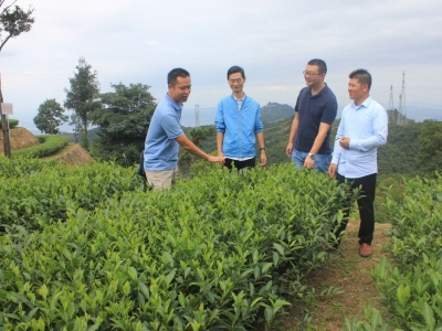 怎样种出优质茶？这场培训会开在了高山茶区...