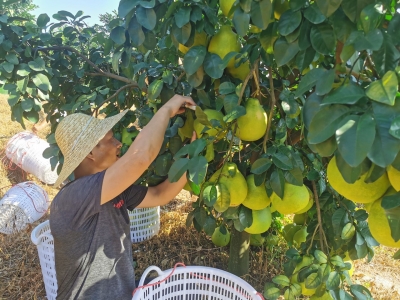 柚果质量杠杠的！兴宁市2万亩金柚陆续采摘啦