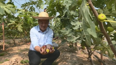 平远县八尺镇黄沙无花果甜蜜来袭，预计全年产量约10万斤