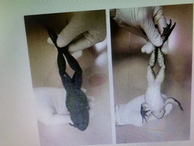 这种“美味”吃不得！一男子因非法捕猎野生“石怪”获刑