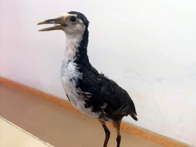 五华查处2起非法购买野生动物制品案