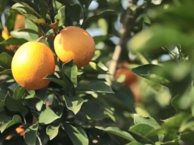 平远农业龙头企业贯彻落实新发展理念 推动脐橙产业升级发展