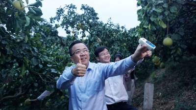温向芳到梅县区调研梅州柚产业发展情况：以工匠精神种好梅州柚