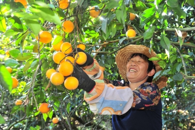 “脐”聚橙乡！平远第十六届脐橙文化旅游节来啦，周五见！