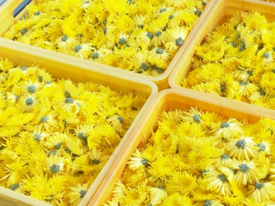 满园尽带黄金甲！深秋，五华此处有佳色~