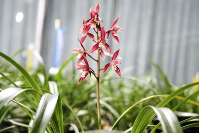 高雅兰花走入“寻常百姓家”~梅江区“满园兰香”见证小康生活