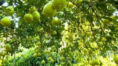 “柚”到丰收季！平远“黄金产业”为柚农带来530万元收入