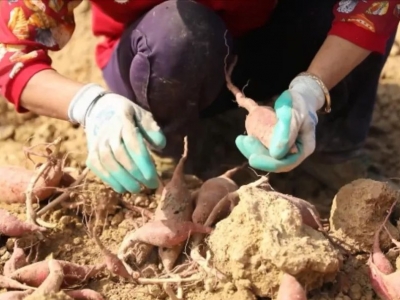 一锄头下去，一大串红皮番薯拔土而出！