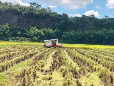 稻菽千重浪 颗粒皆归仓！五华巧施法让撂荒地变丰收仓~