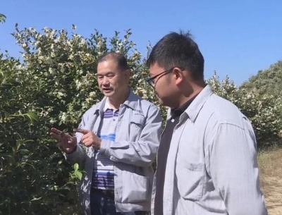 返乡创业十年磨一剑，千亩荒山挂满油茶硕果