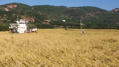 稻香秫熟，丰收啦！