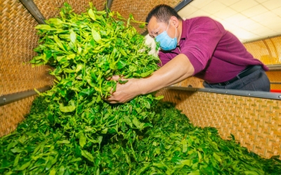 梅州：好山好水育好茶 一芽一叶吐芳华