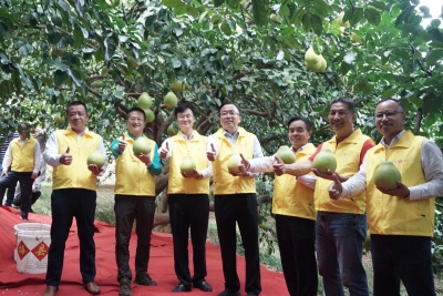 温向芳调研梅县百年金柚种植情况：讲好金柚故事 提升品牌内涵