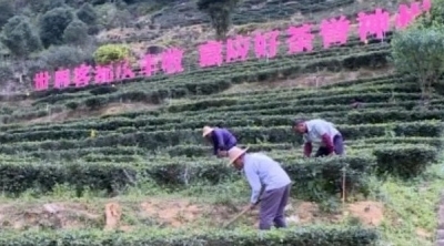 马山茶业：舞好“龙头”助力老区茶农增收致富