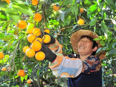 时评丨以“一品”带富“一方”