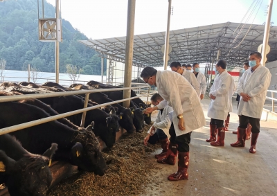 温向芳调研万里碧道建设工作和肉牛养殖产业发展情况：融入水文化推进碧道升级改造