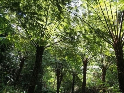 梅城一男子网购桫椤制品，判了！